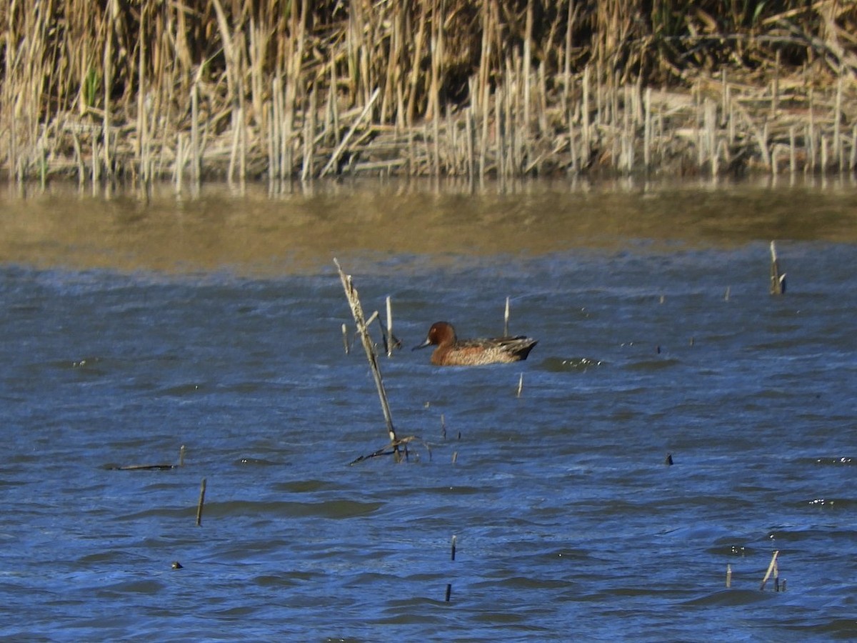 Cinnamon Teal - ML188398961