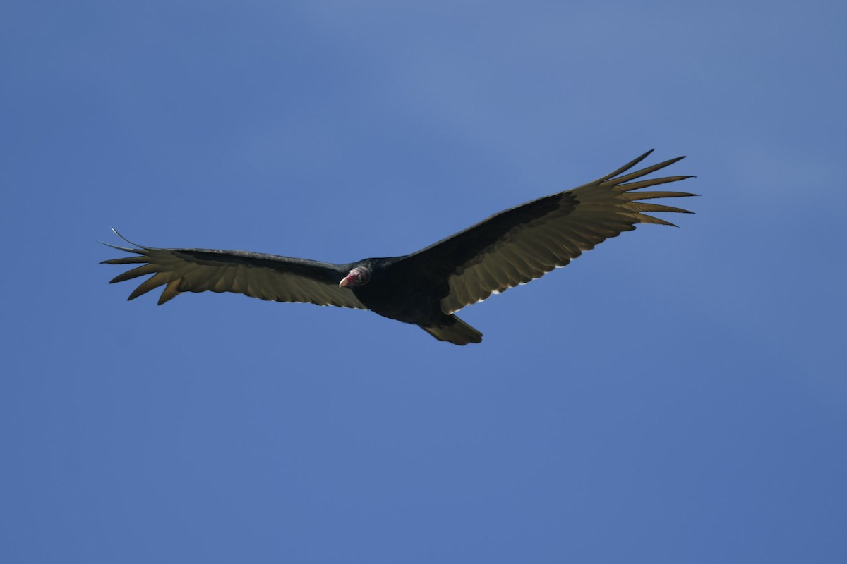 Turkey Vulture - ML188400161