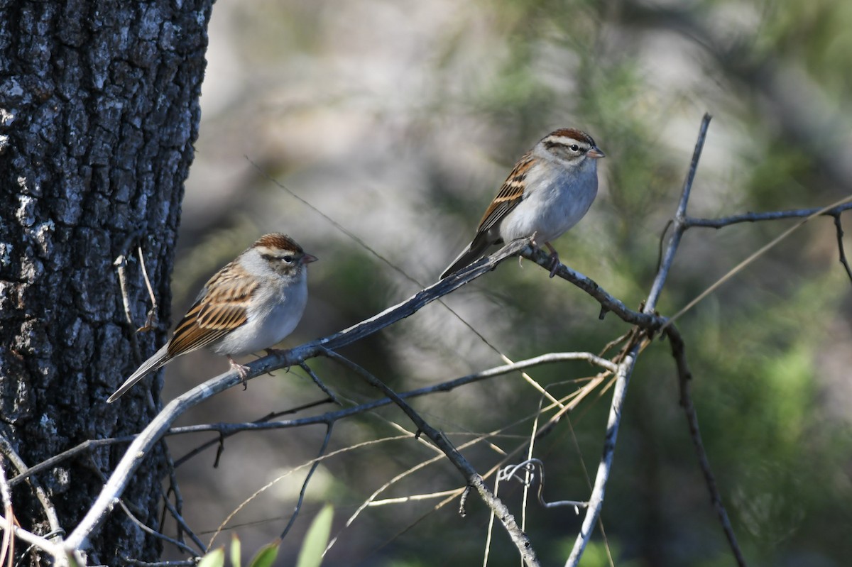 Chipping Sparrow - ML188400361