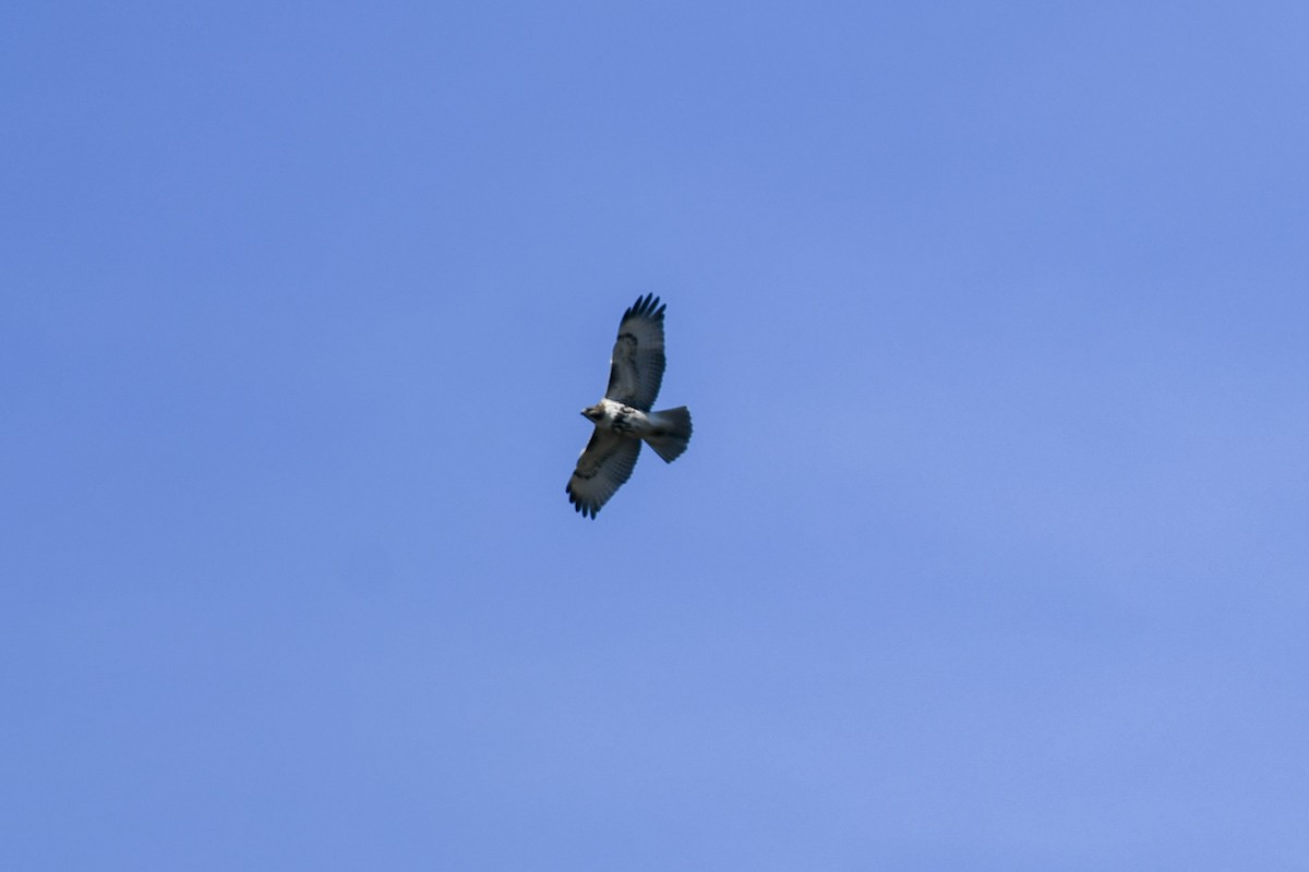 Red-tailed Hawk - ML188400491