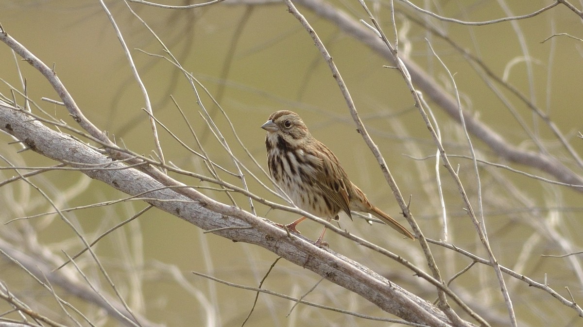 Song Sparrow - ML188400801