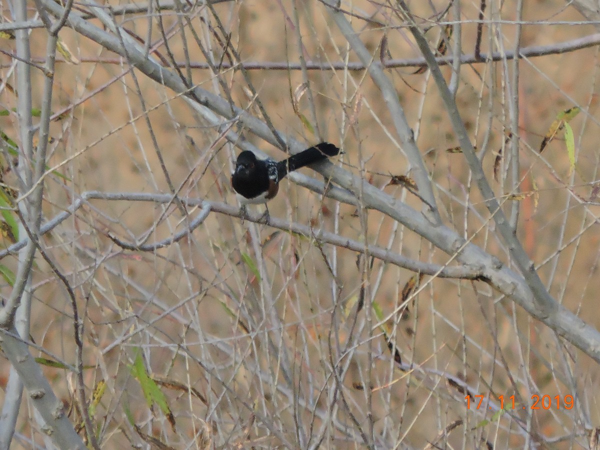 Spotted Towhee - ML188405671