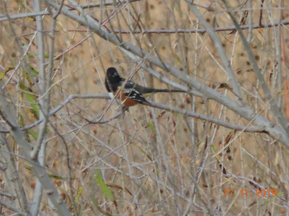 Spotted Towhee - Alexsandre Gutiérrez