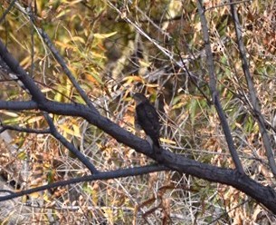 Sharp-shinned Hawk - ML188405721