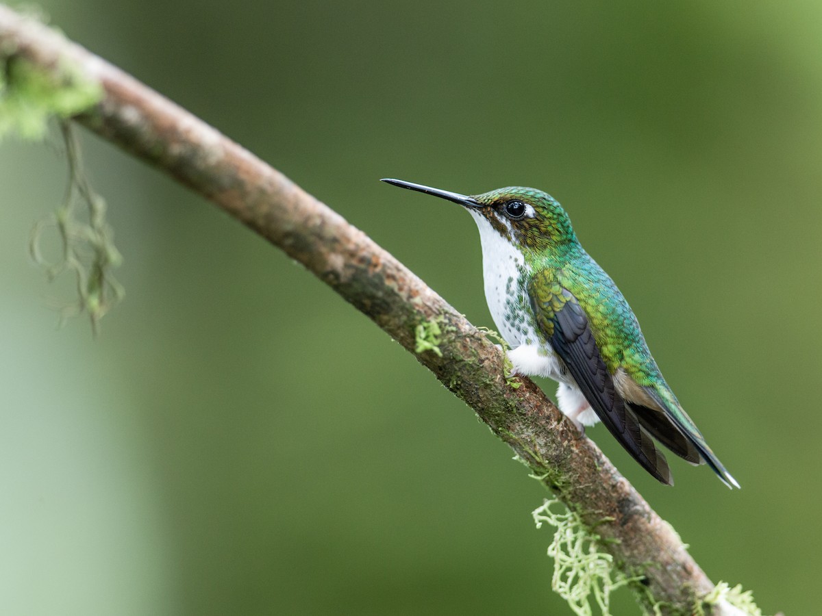 White-booted Racket-tail - Nick Athanas