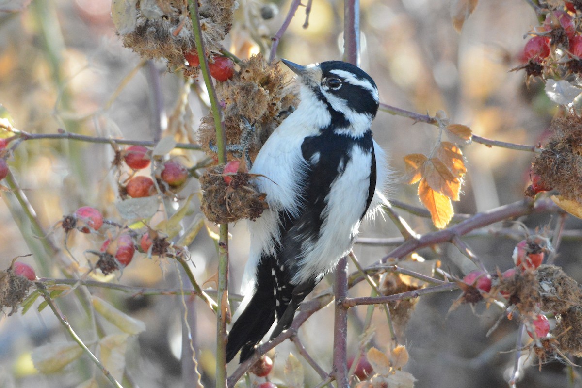 Downy Woodpecker - ML188407681