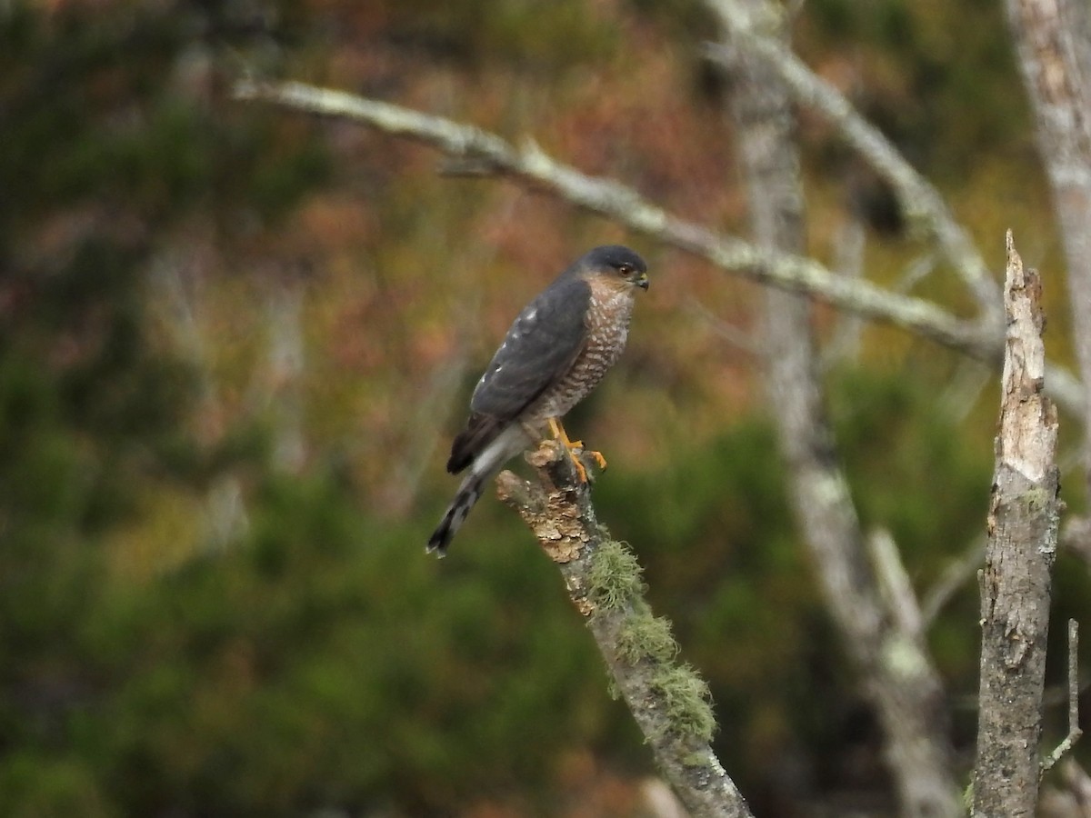 Sharp-shinned Hawk - ML188407791
