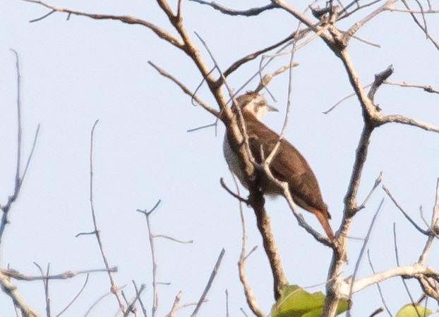 Banded Bay Cuckoo - Ian Burgess