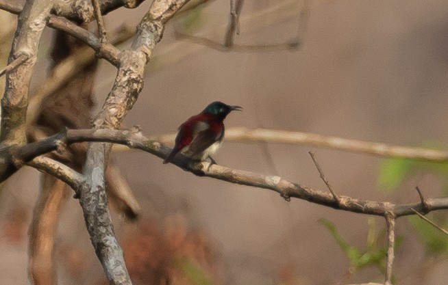 Crimson-backed Sunbird - ML188408631