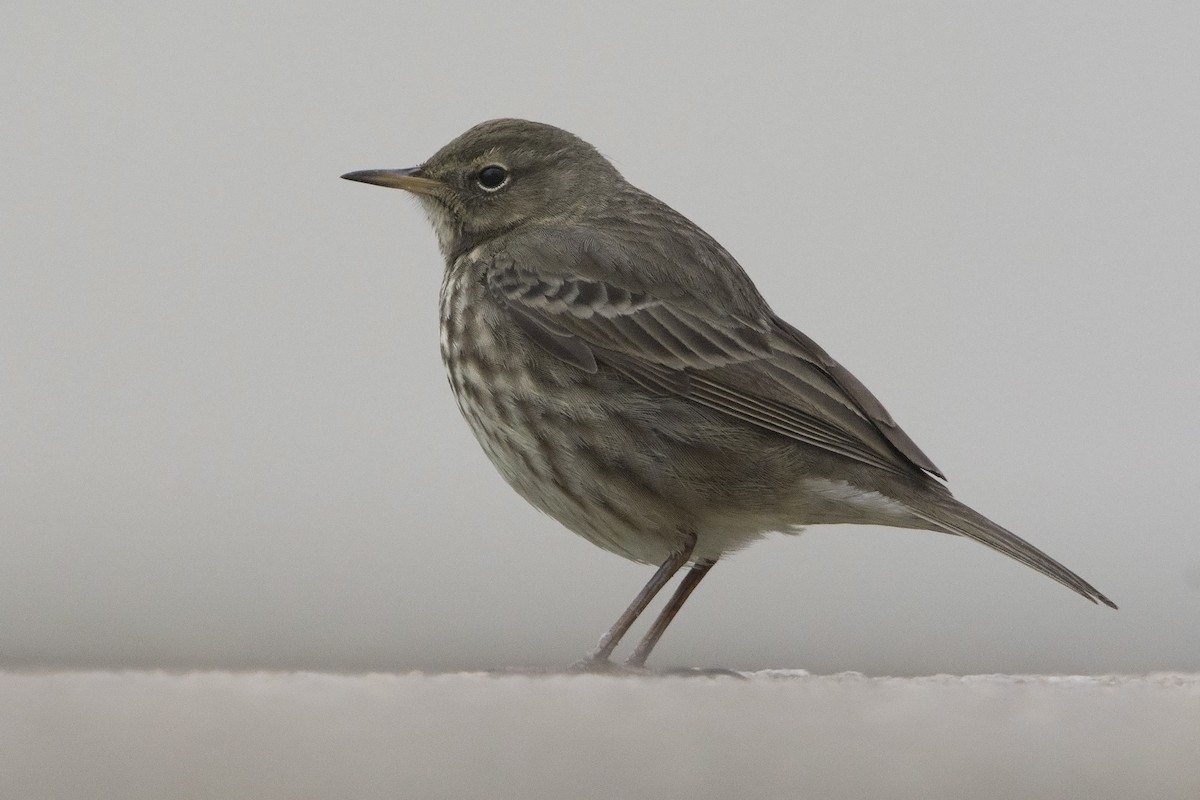 Rock Pipit - Miguel Rouco