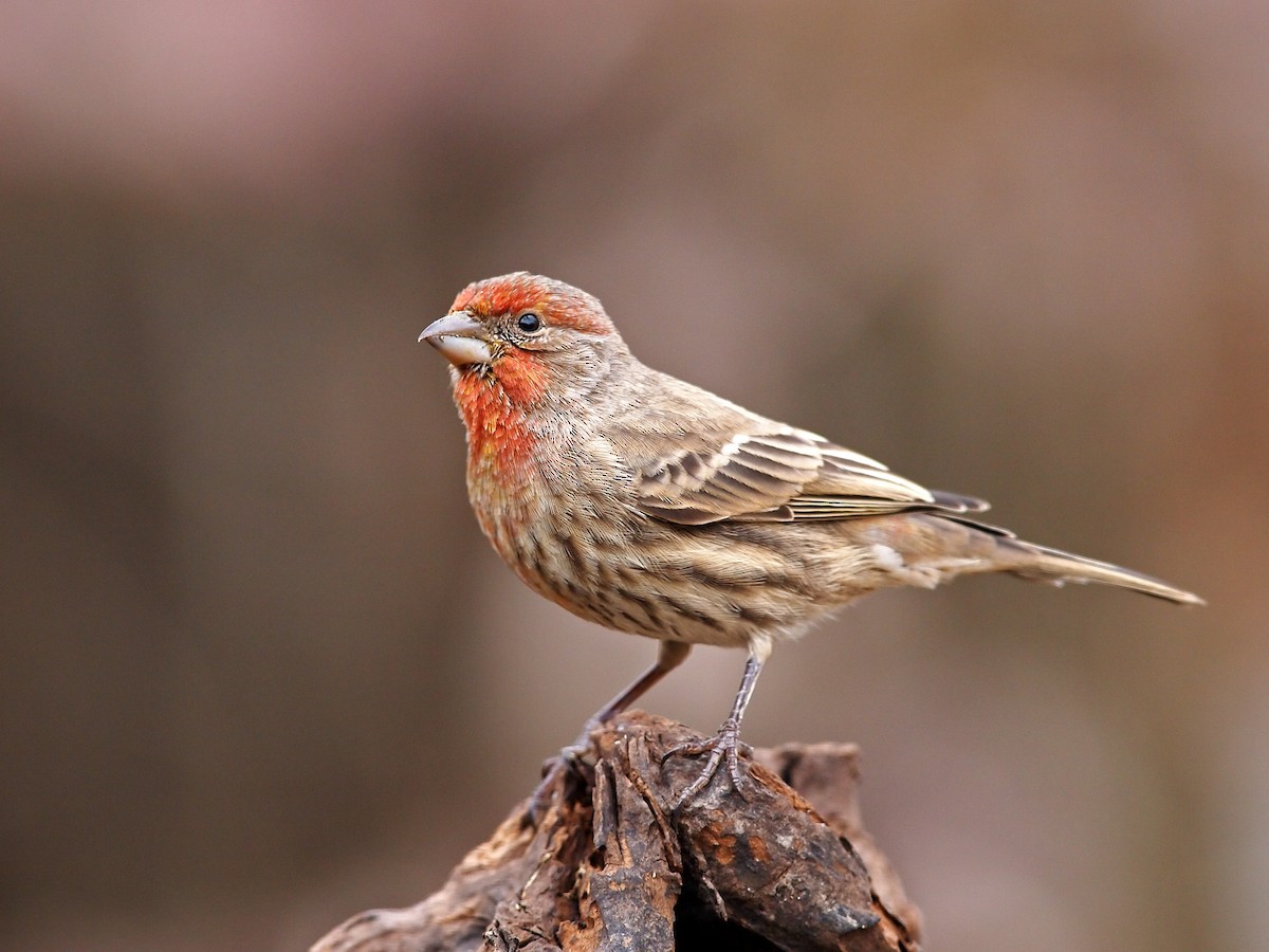 House Finch - Gary Mueller