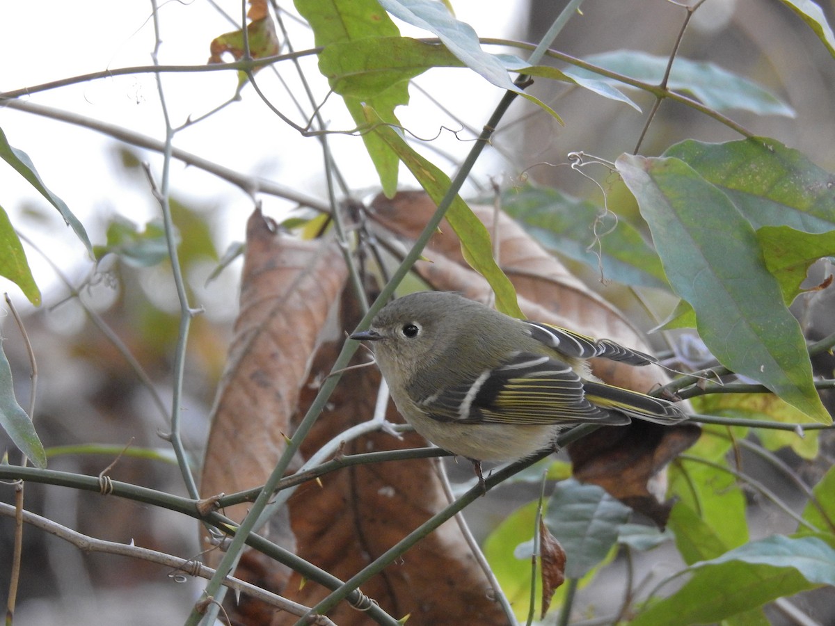 Ruby-crowned Kinglet - ML188413681