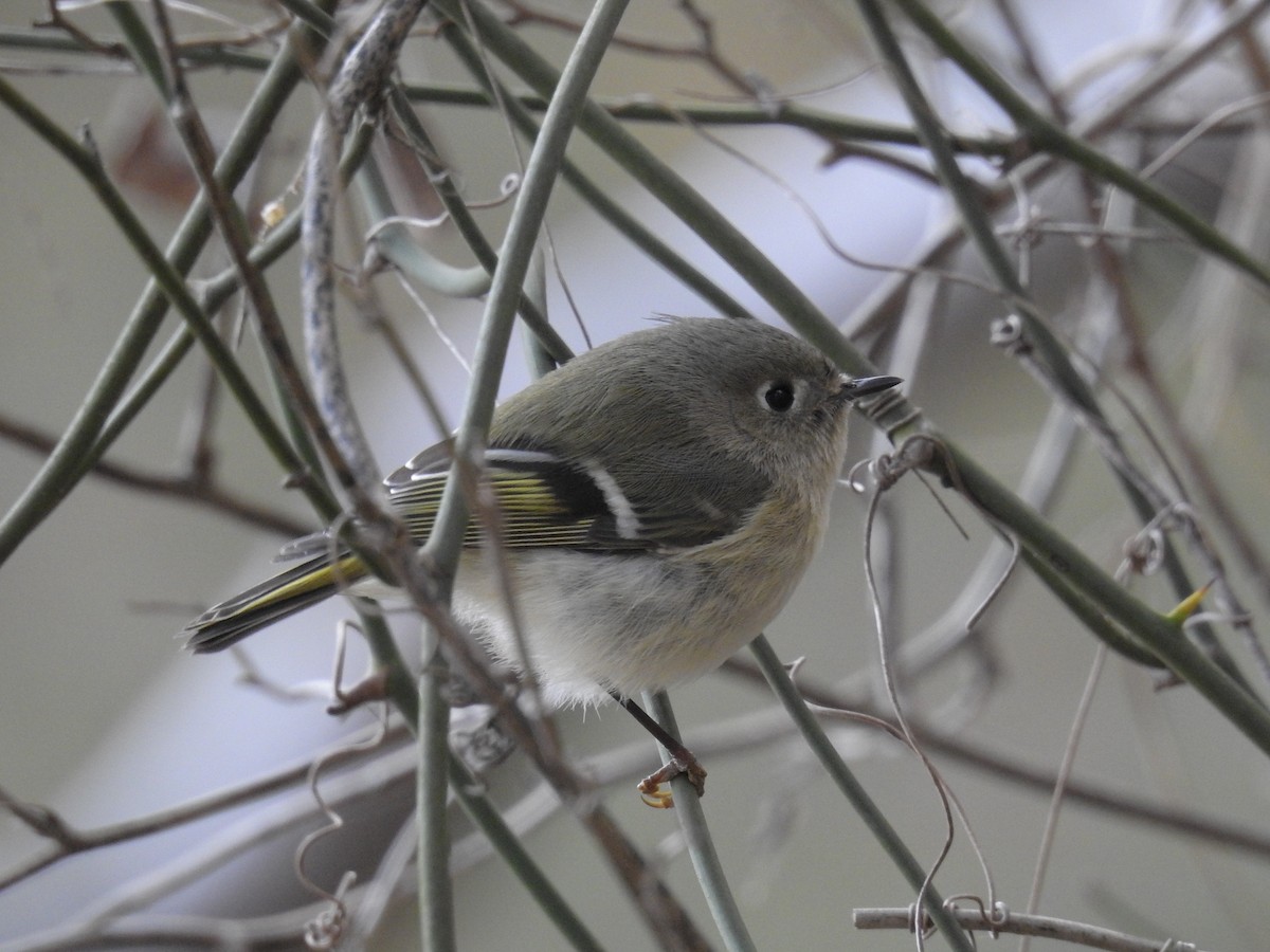 Roitelet à couronne rubis - ML188413711