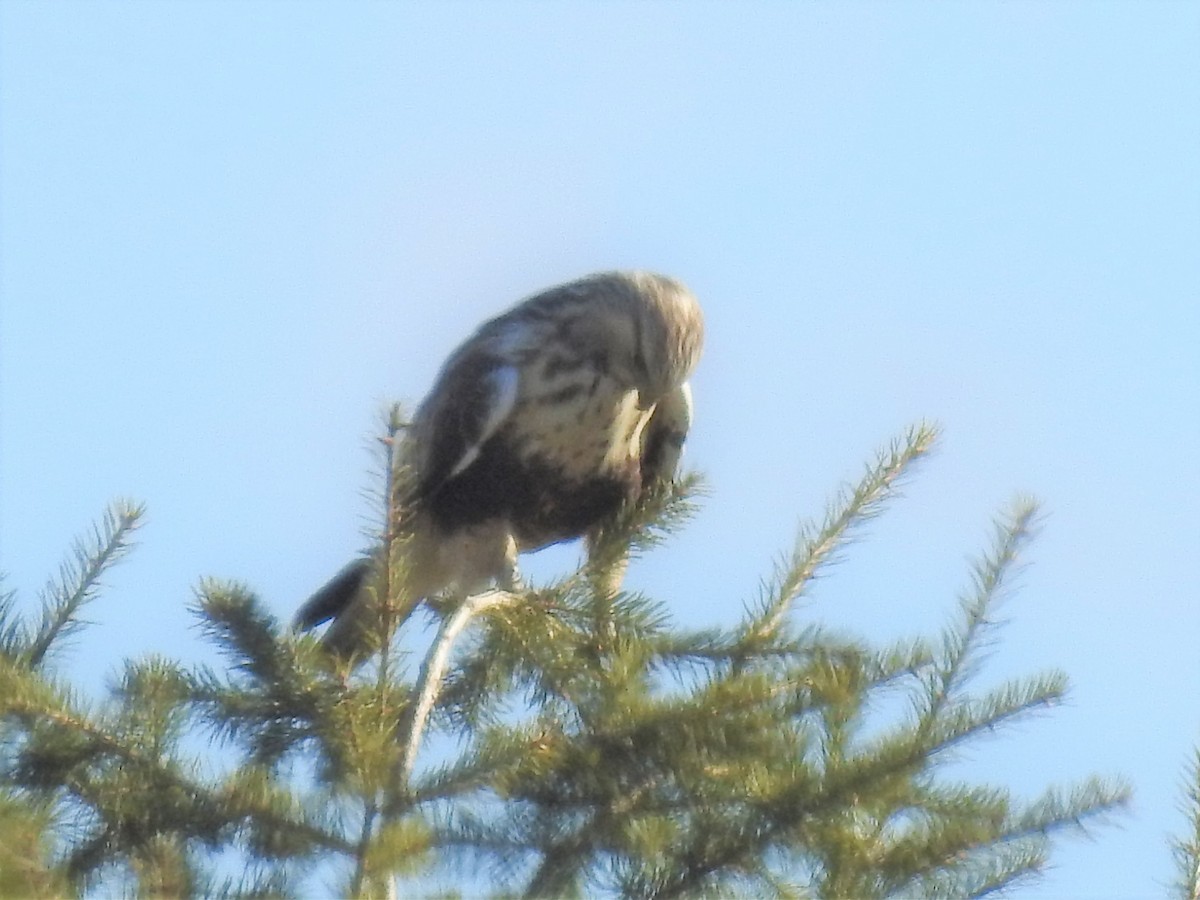 Rough-legged Hawk - ML188415961