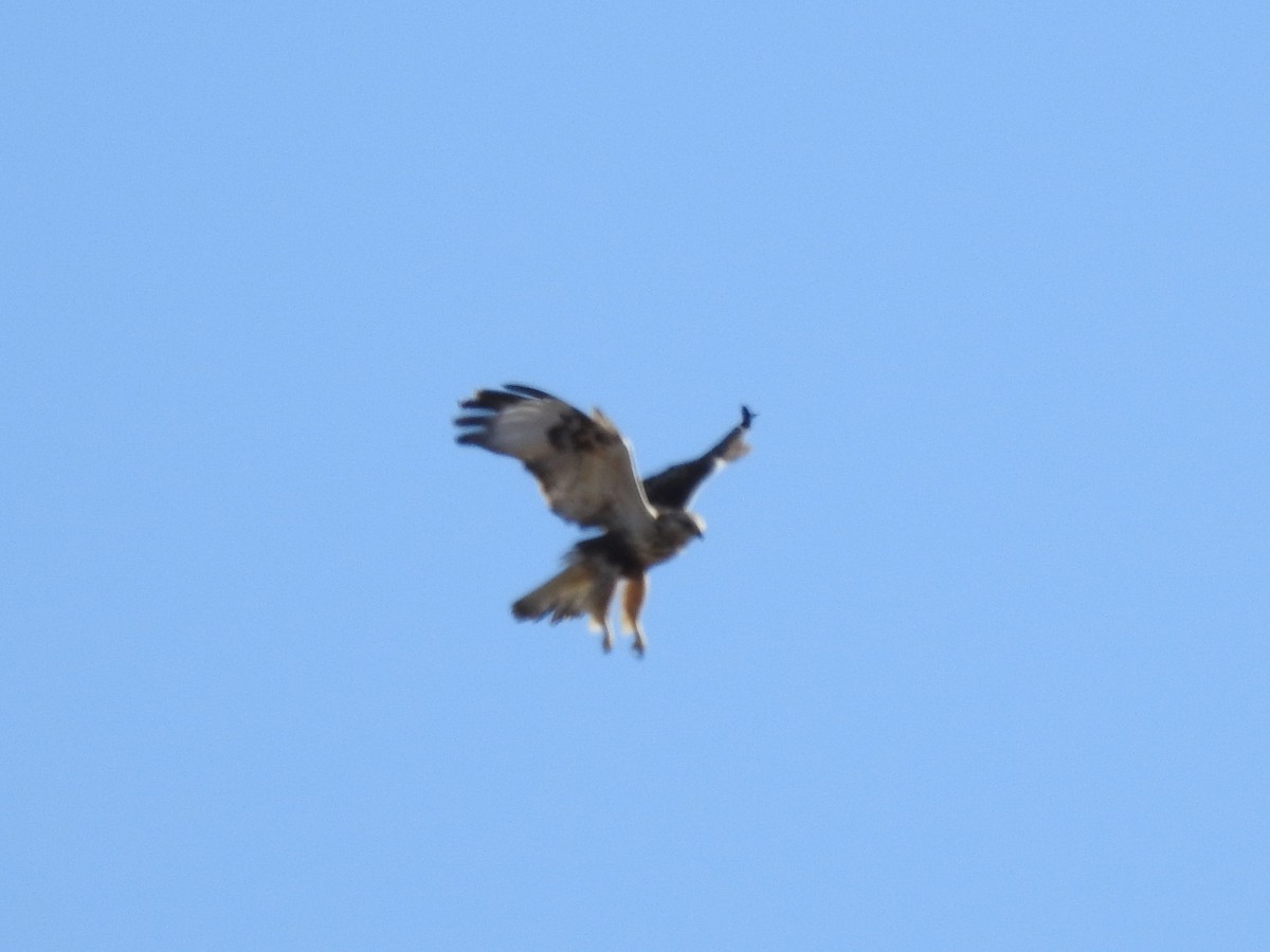 Rough-legged Hawk - JC Clancy