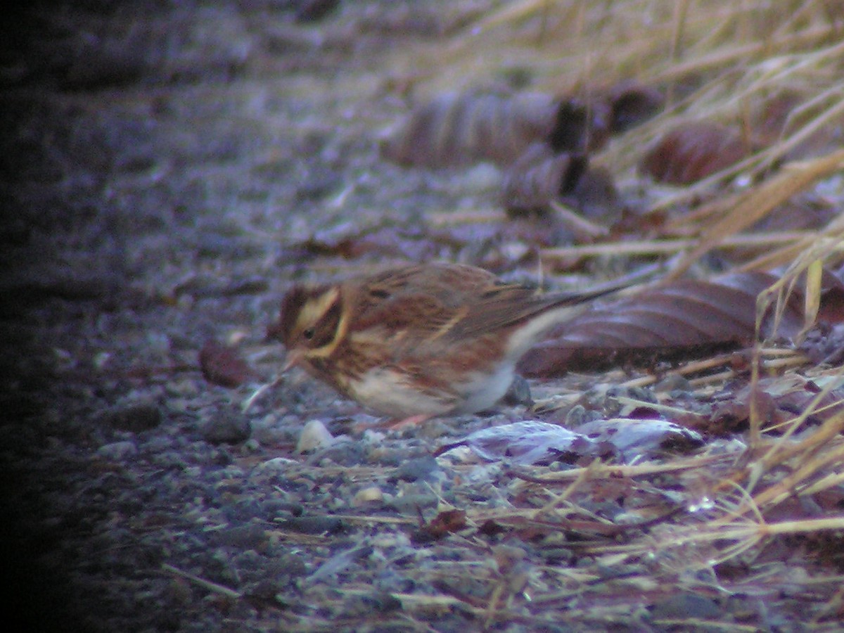 Rustic Bunting - Paul Suchanek