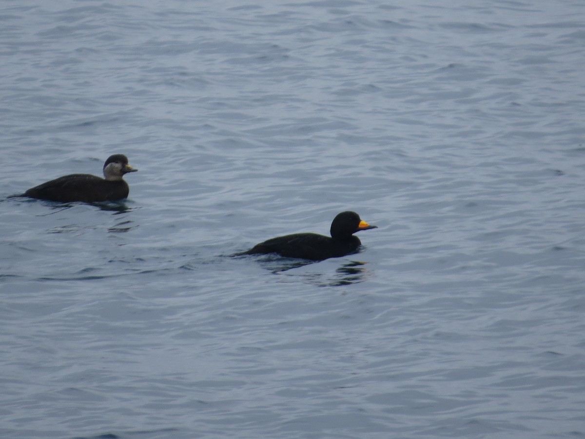 Black Scoter - ML188417741