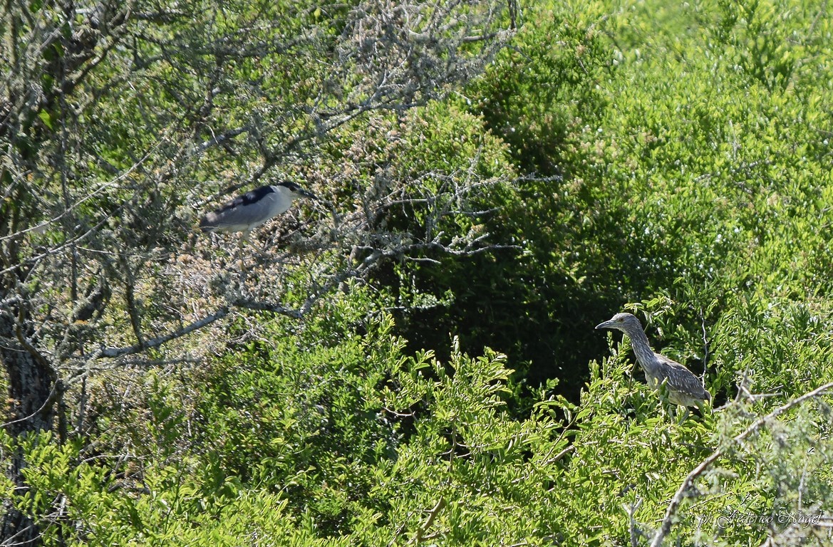 Black-crowned Night Heron - ML188423991