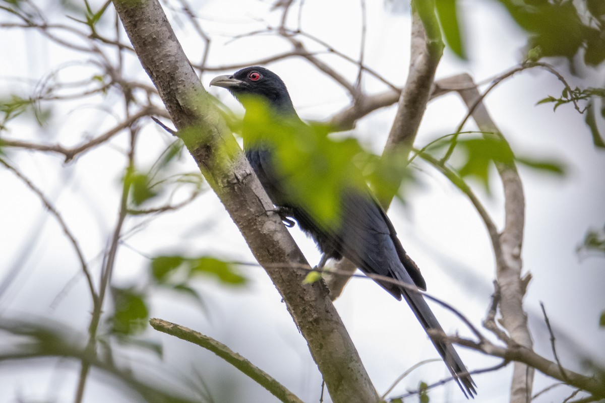 grånebbkoel - ML188424621