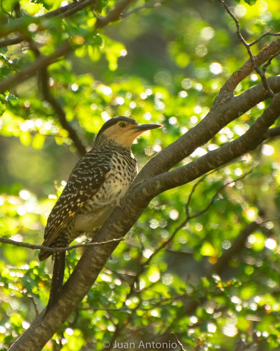 Chilean Flicker - ML188425311