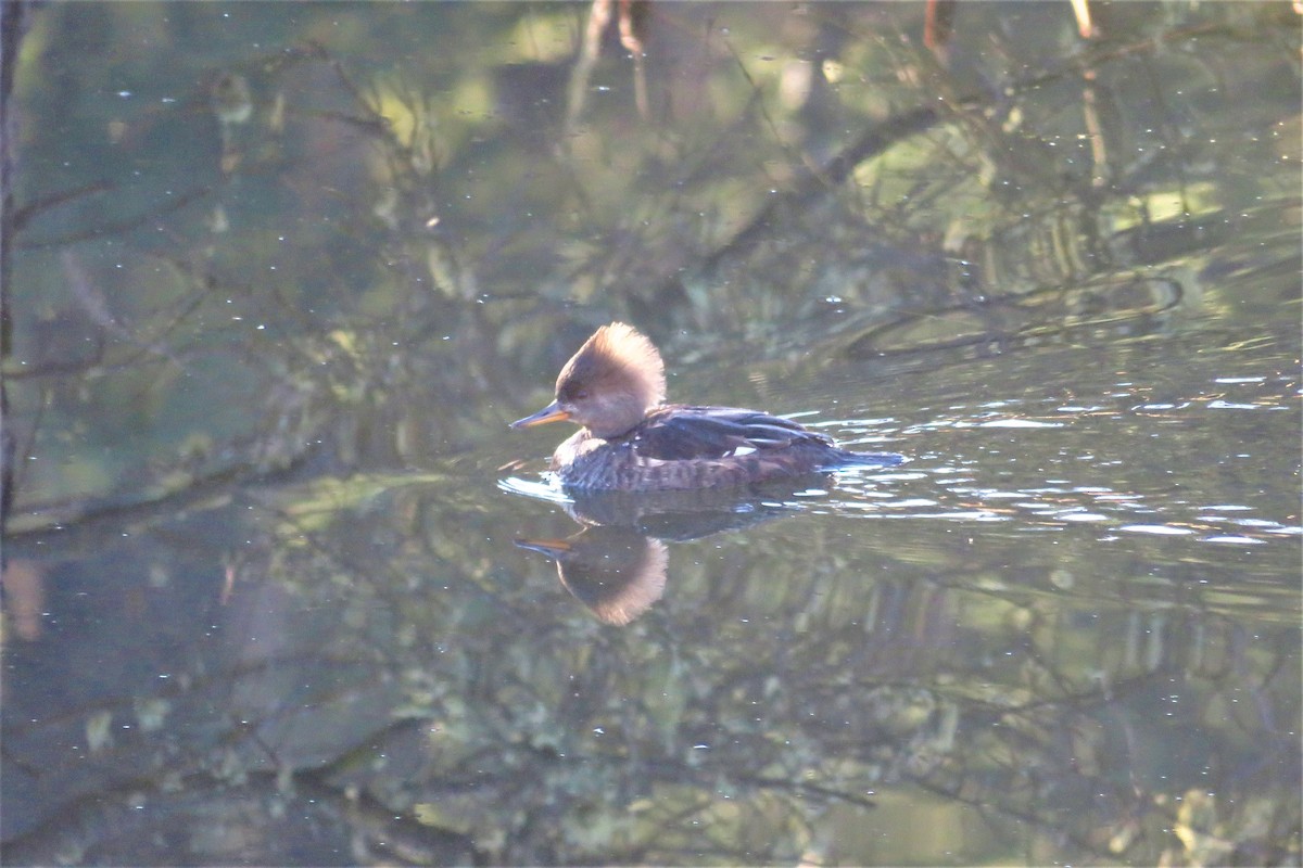 Hooded Merganser - Lubna Khan