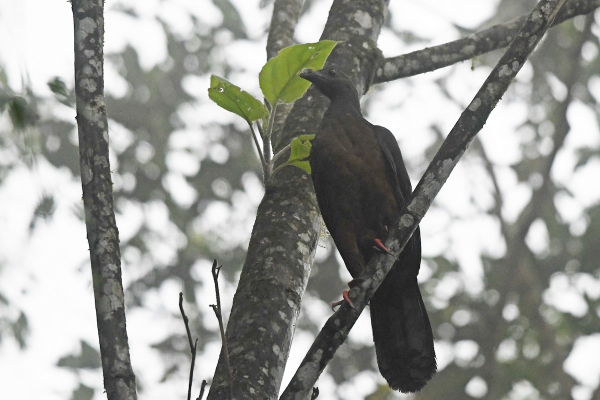 Sickle-winged Guan - ML188426381