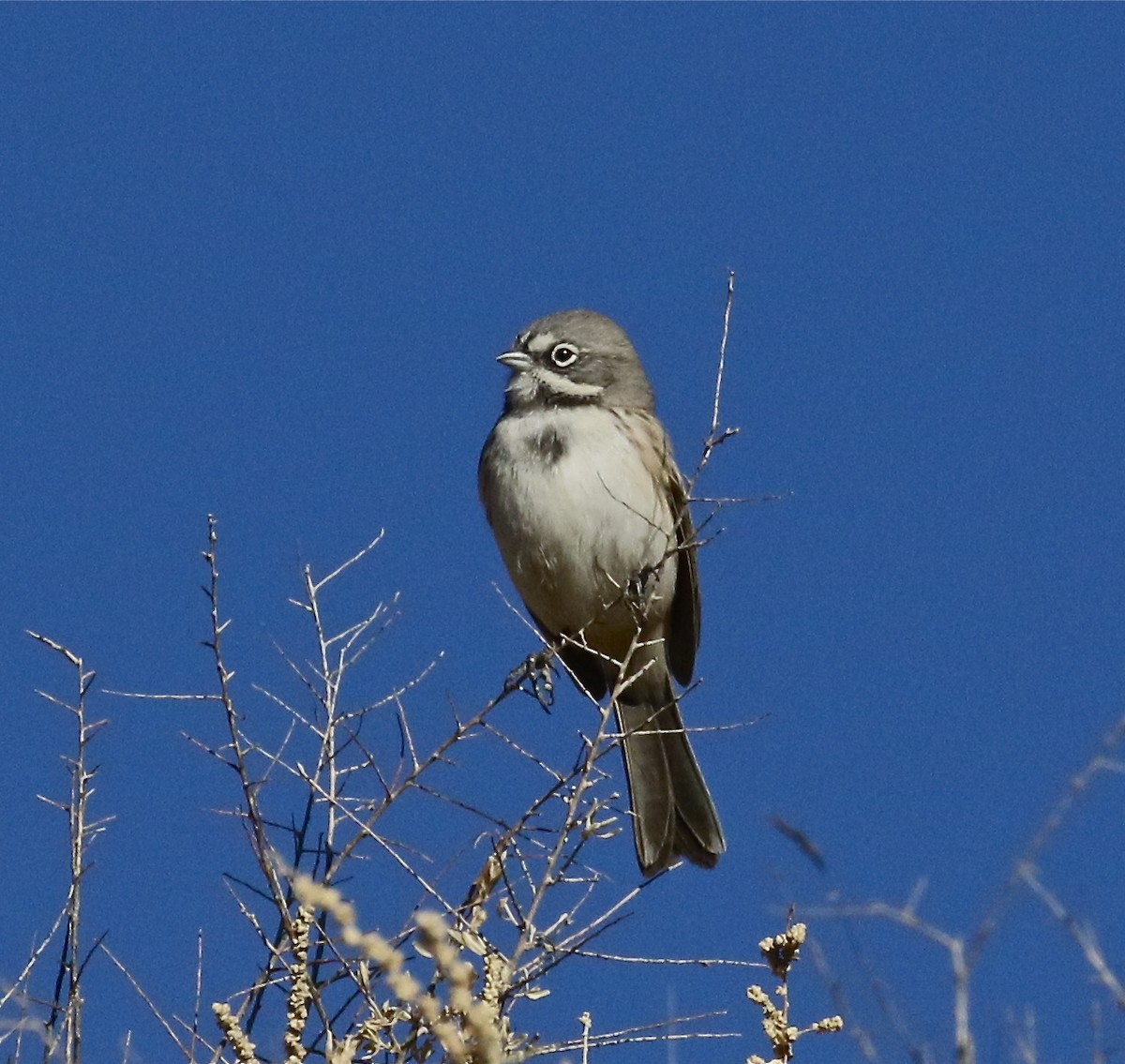 Bell's Sparrow - ML188429821