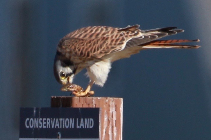 American Kestrel - ML188429861