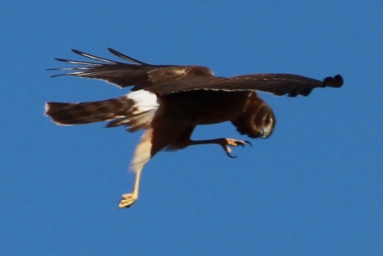 Aguilucho de Hudson - ML188430131