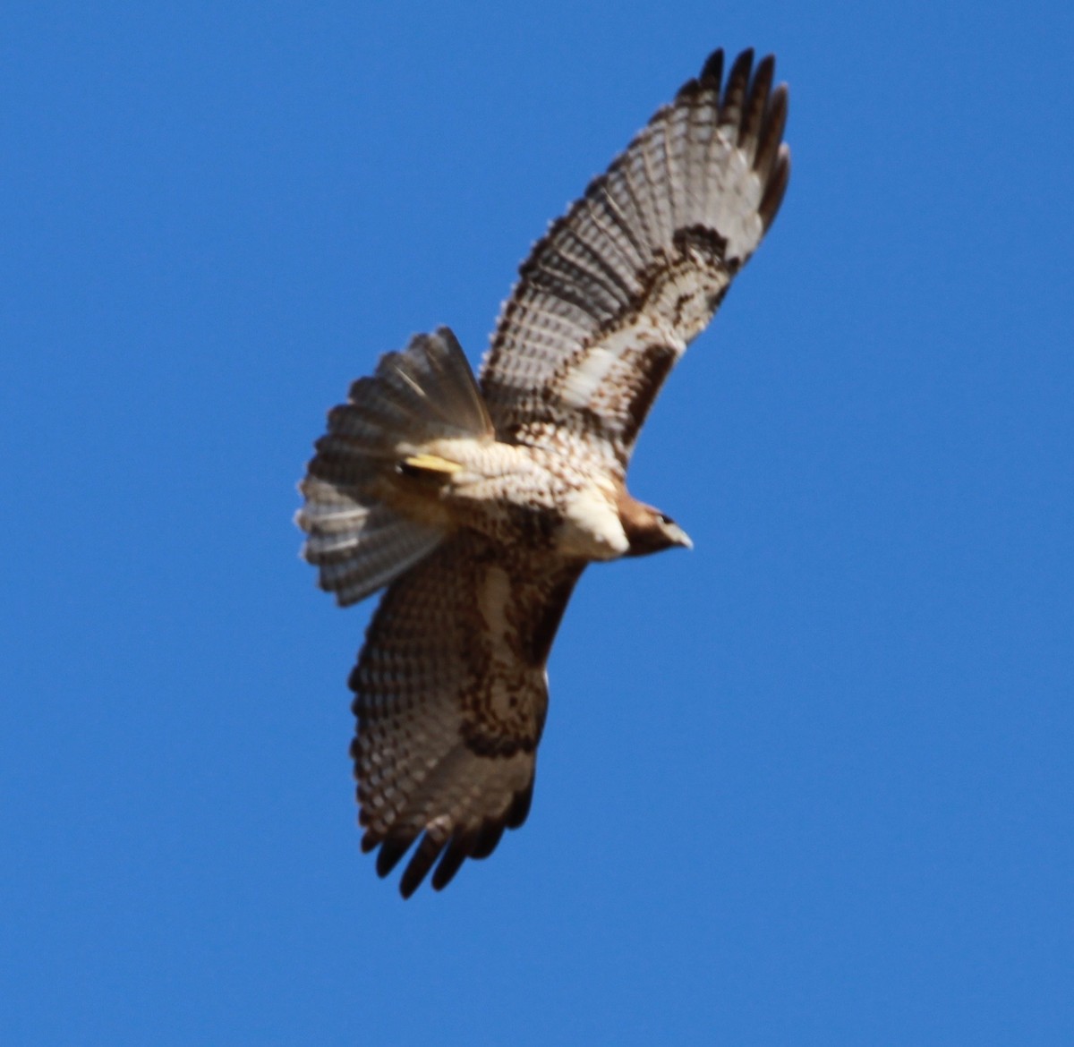 Red-tailed Hawk - ML188430481