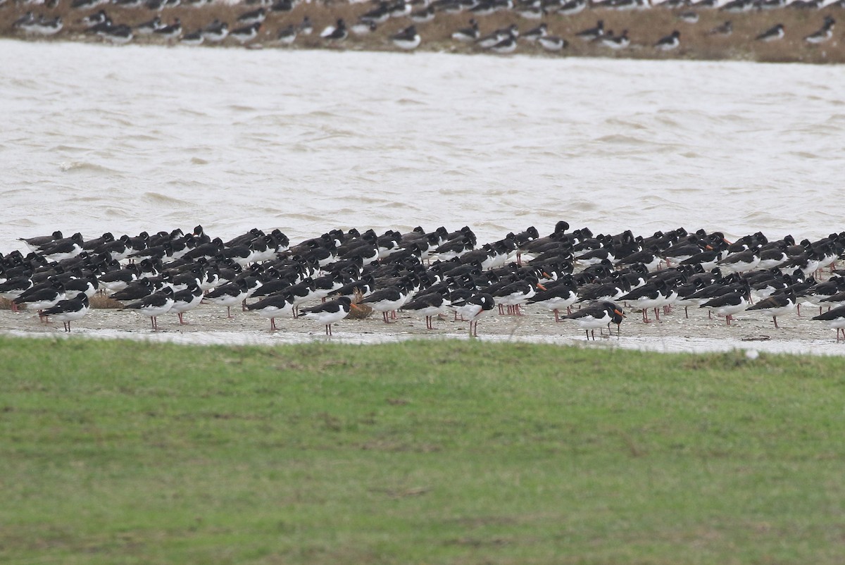 Eurasian Oystercatcher - ML188431171