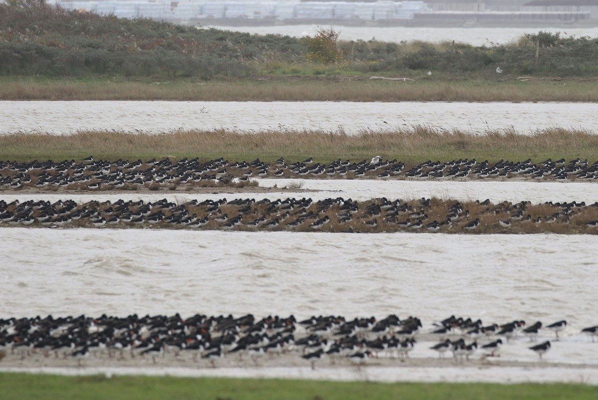 Eurasian Oystercatcher - ML188431181