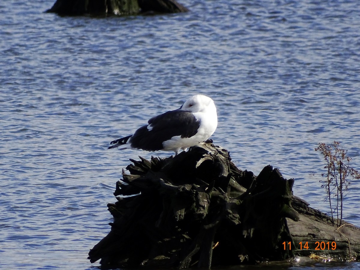 Great Black-backed Gull - Dennis Miranda