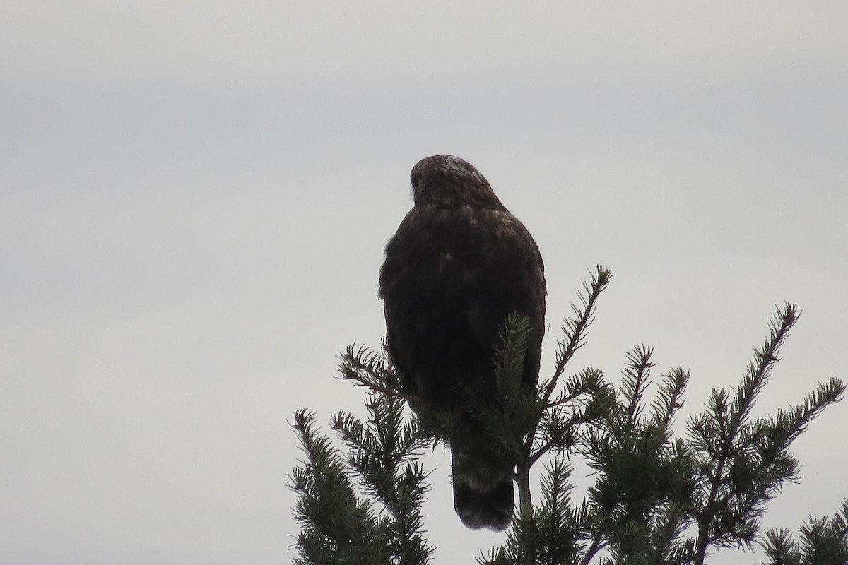 Rough-legged Hawk - ML188432591