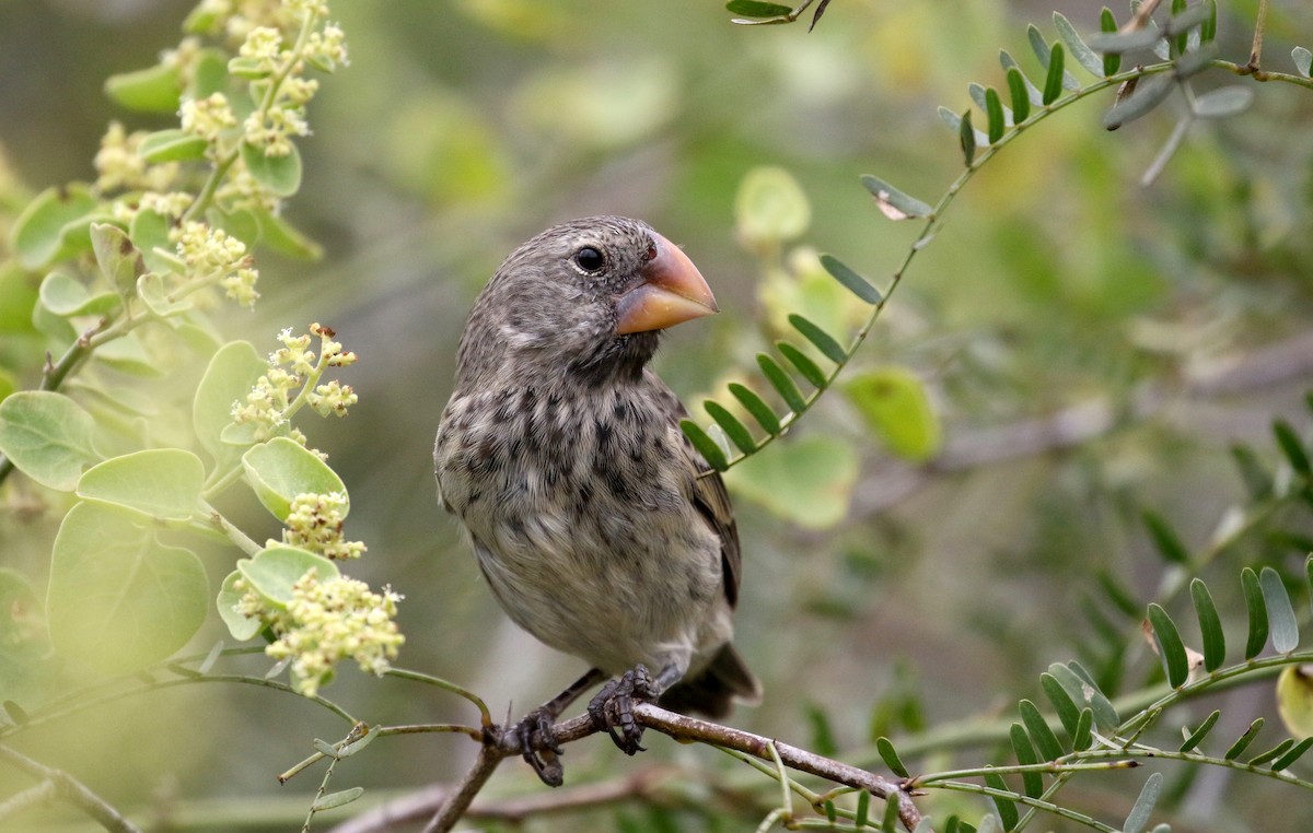 Large Ground-Finch - Jay McGowan