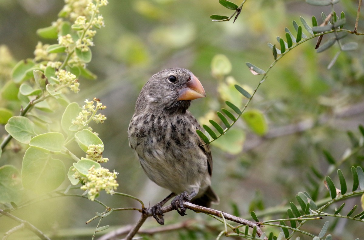 Large Ground-Finch - ML188433271