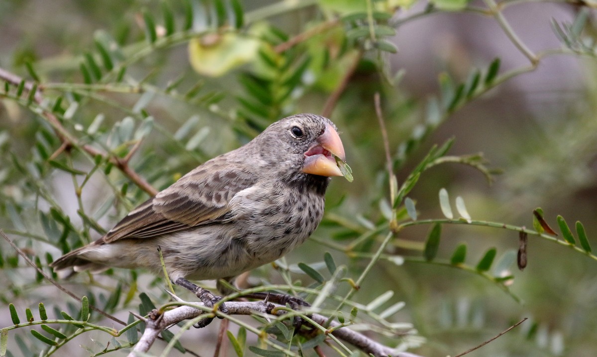 Large Ground-Finch - ML188433541