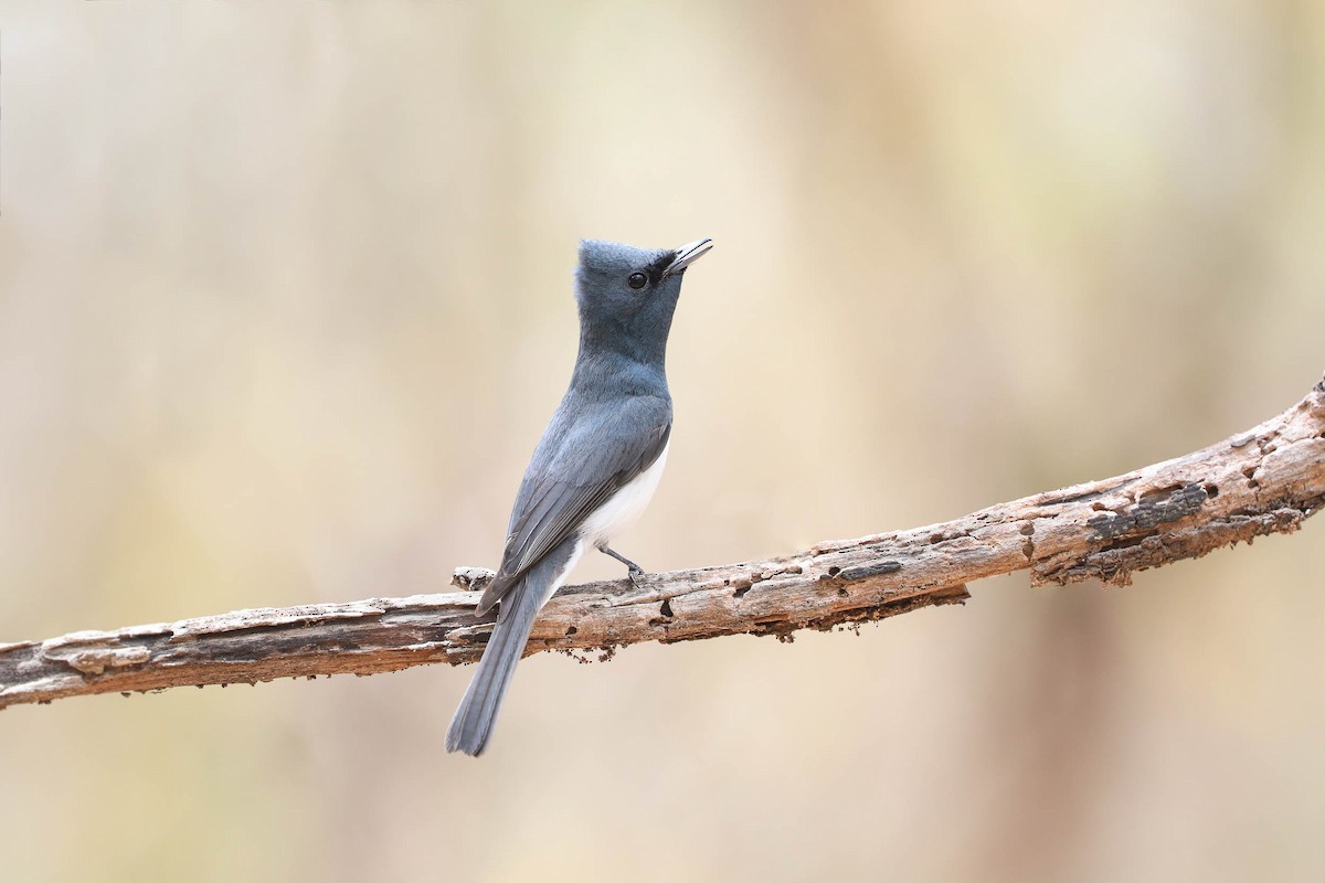 Leaden Flycatcher - Ged Tranter