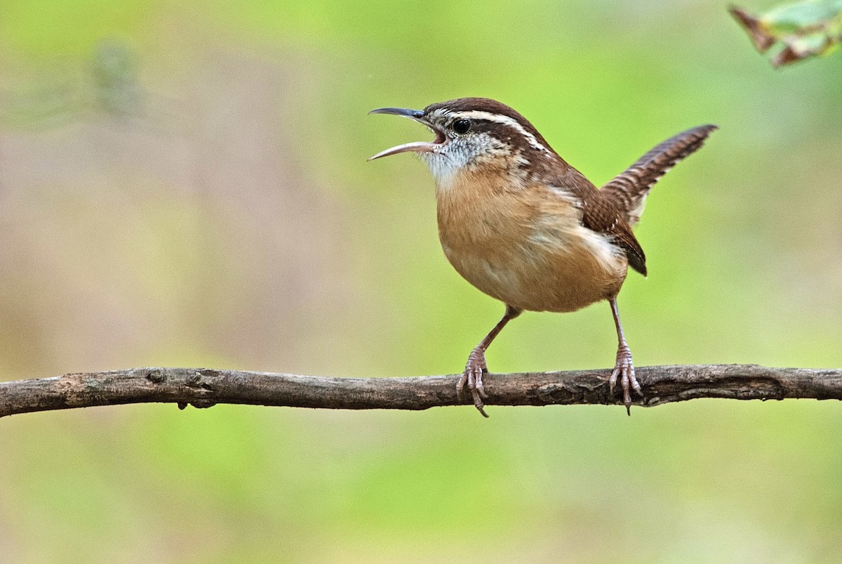 Carolina Wren - ML188434041