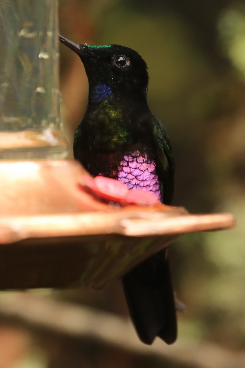 Blue-throated Starfrontlet - Tim Lenz