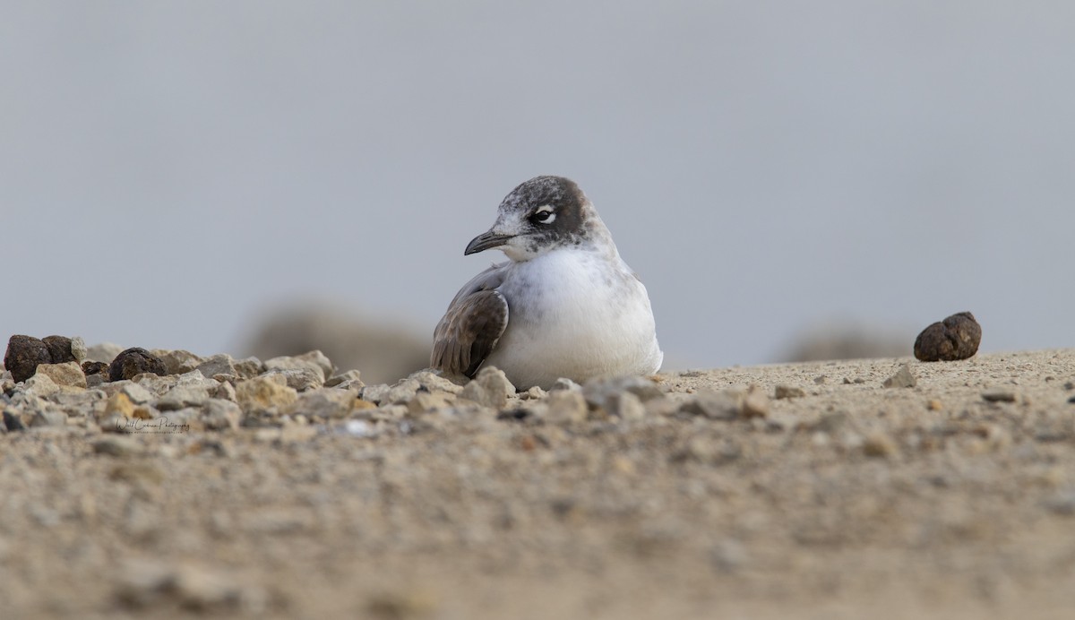 Franklin's Gull - Walt Cochran