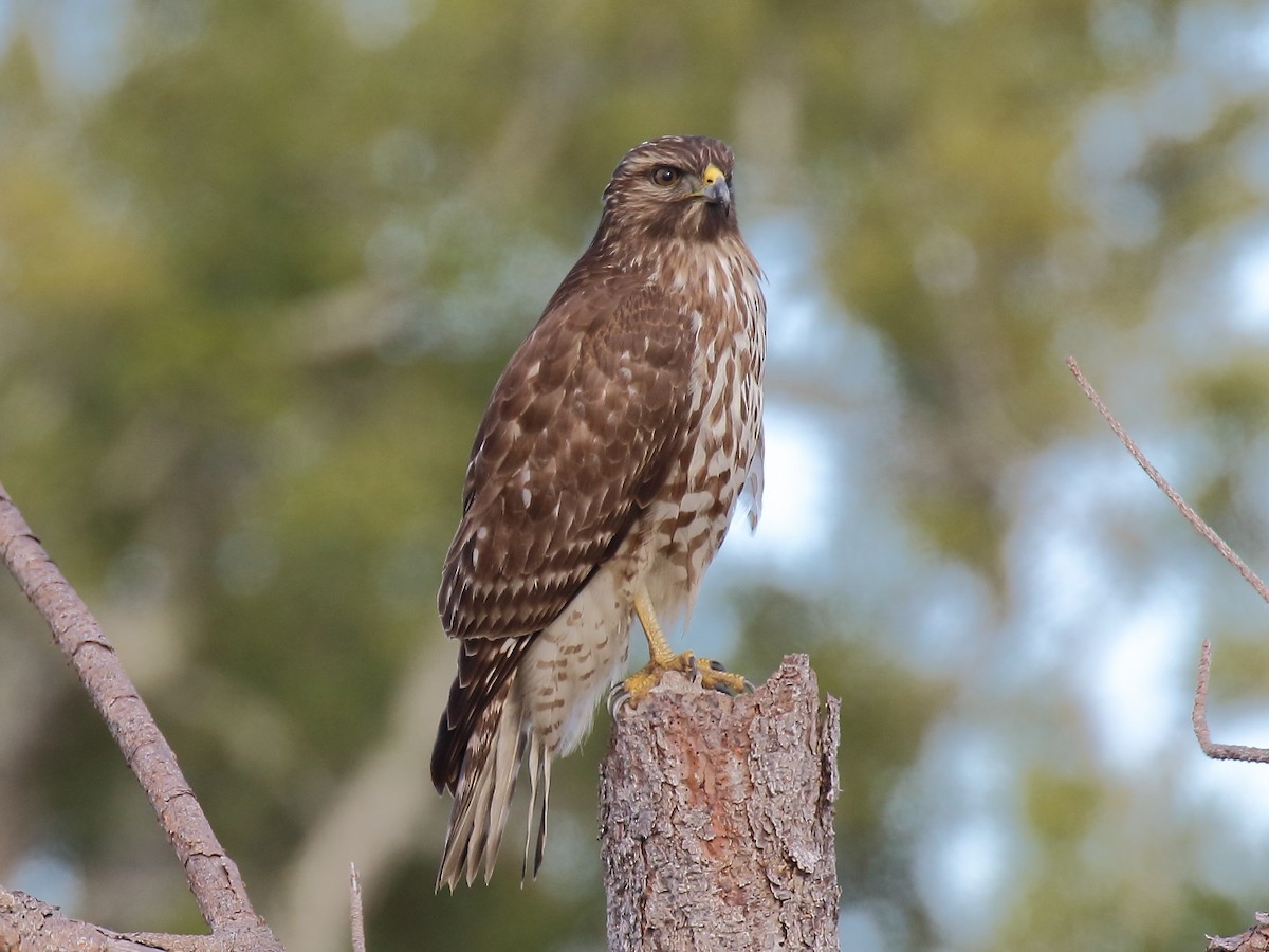 hawk sp. - ML188437211