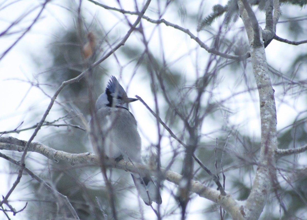 Blue Jay - ML188437281