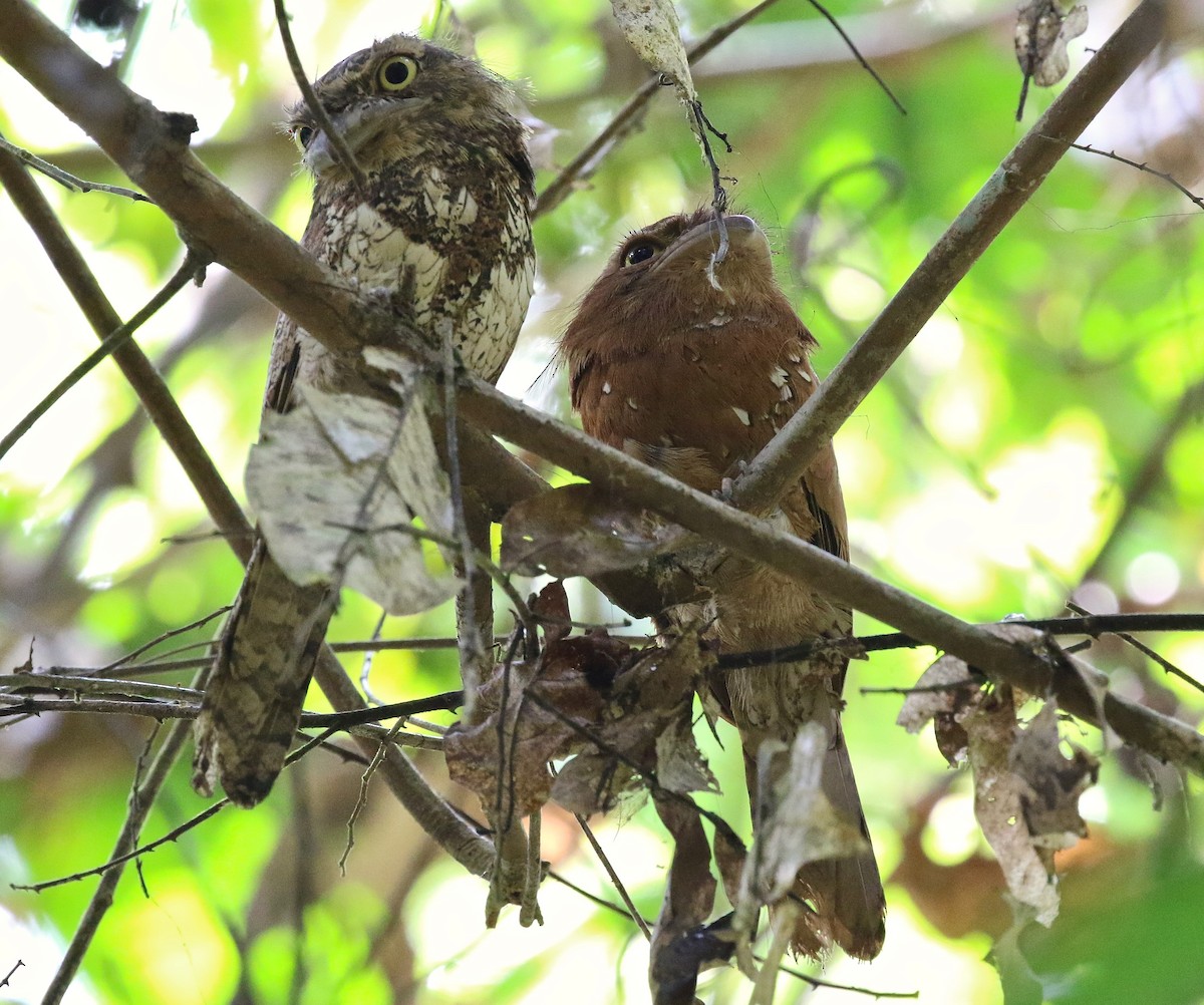 Blyth's Frogmouth - ML188437511