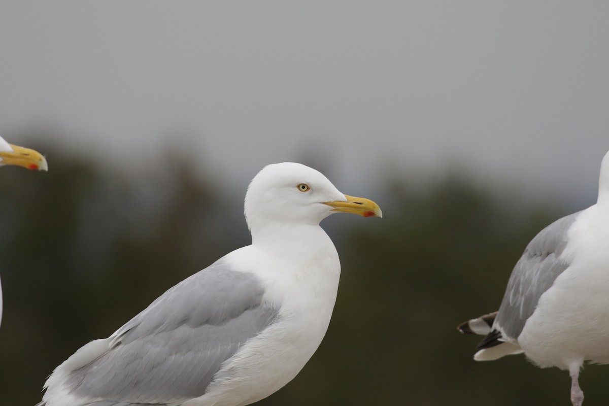 Herring Gull - Cameron Eckert