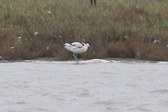 Avocette élégante - ML188438901