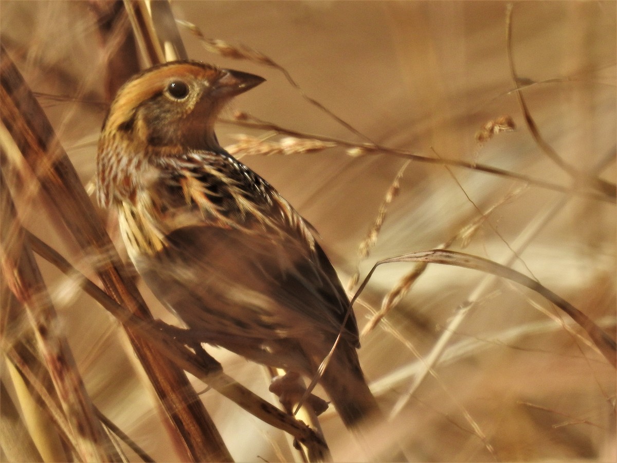 LeConte's Sparrow - ML188441031