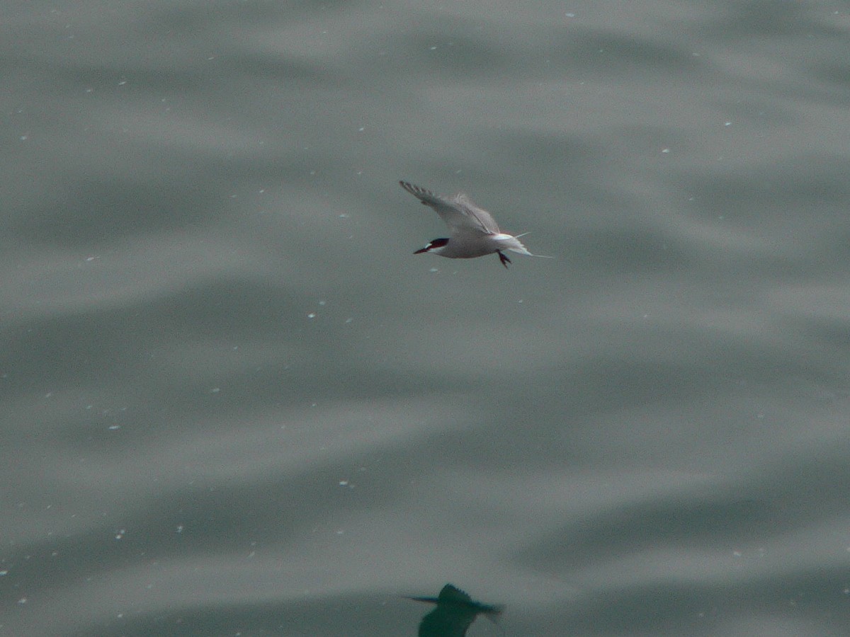 Aleutian Tern - ML188444731