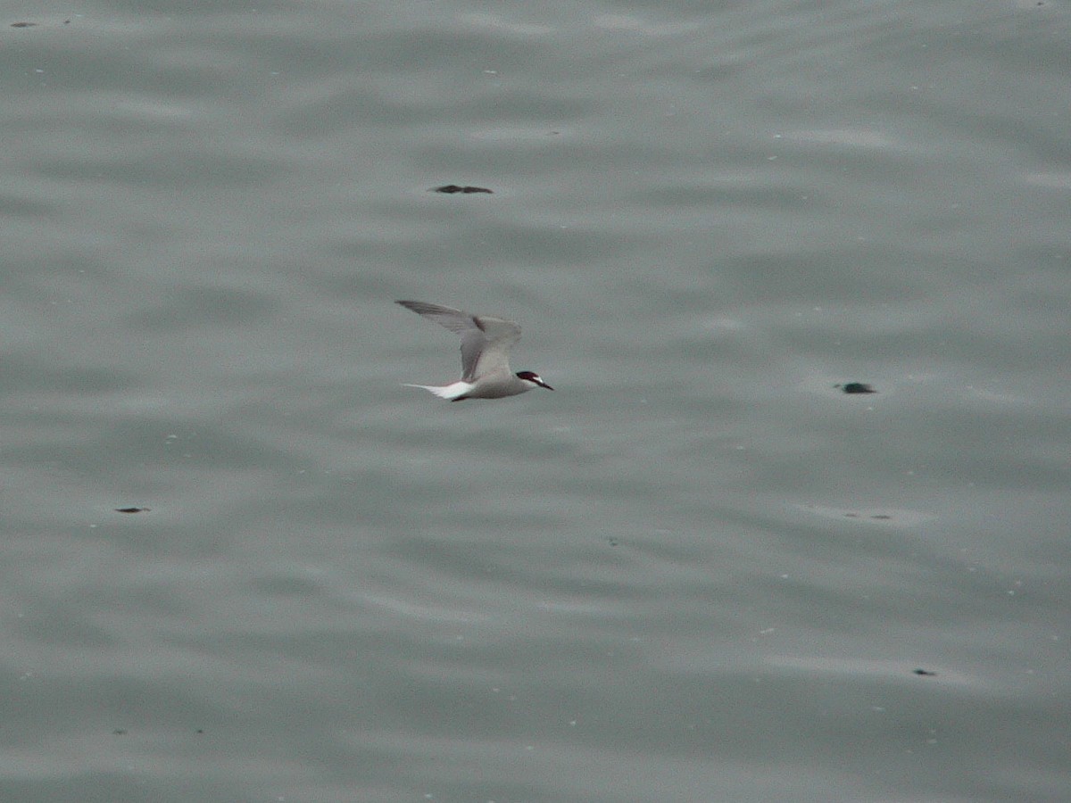 Aleutian Tern - ML188444741