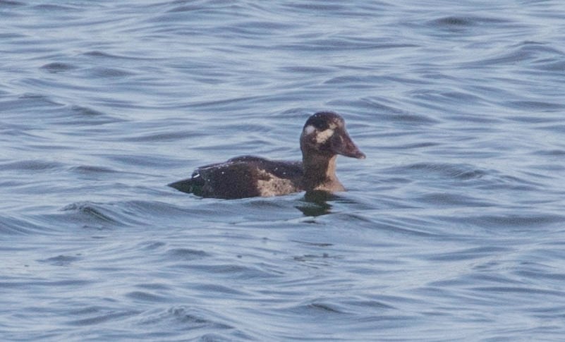 Surf Scoter - ML188445271